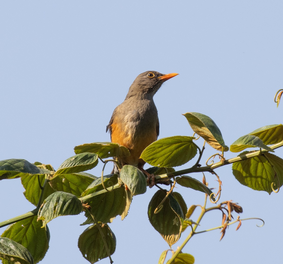 Abyssinian Thrush (Abyssinian) - ML650018569