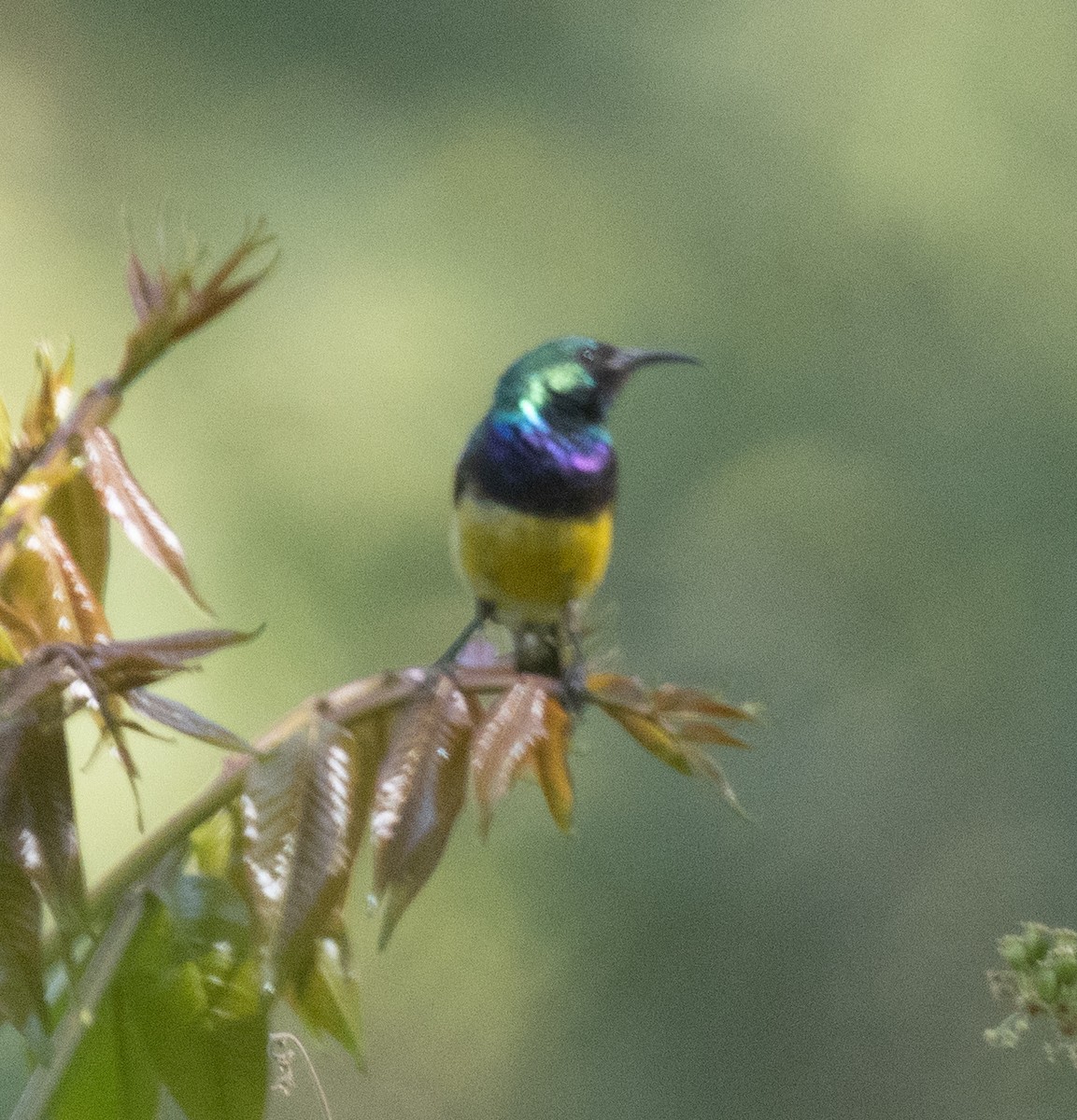 Variable Sunbird (Yellow-bellied) - ML650018587