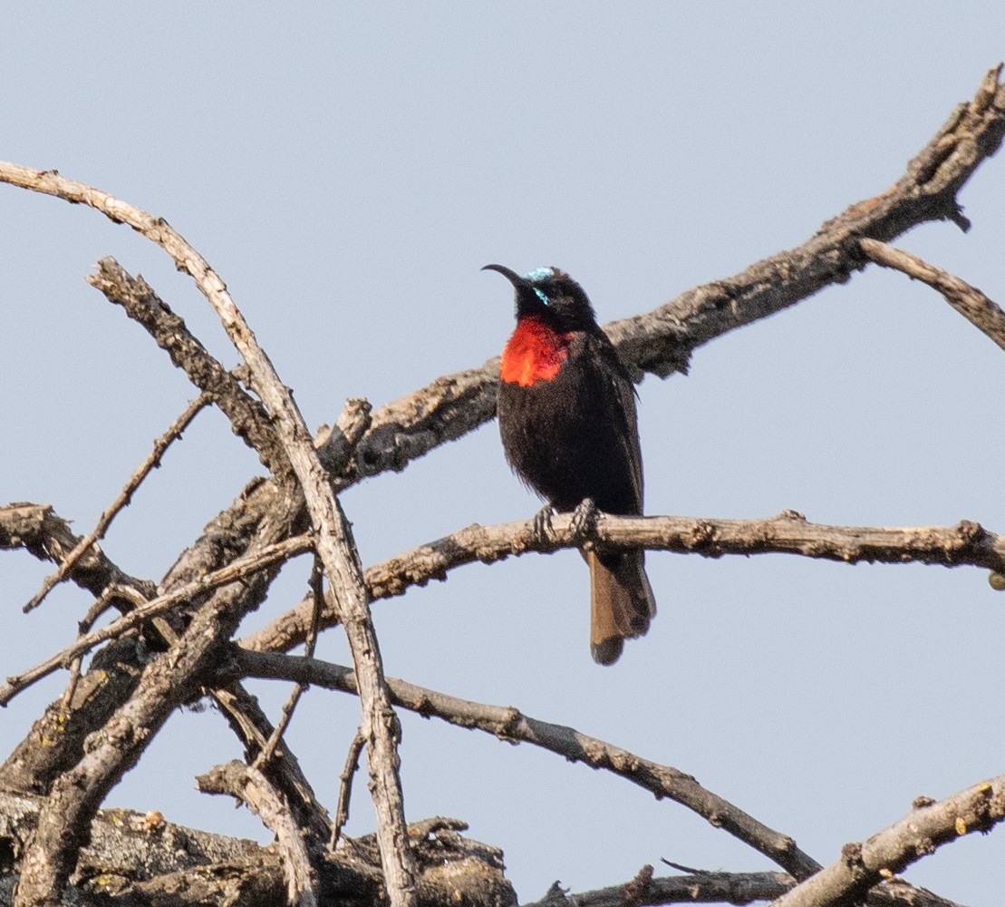 Scarlet-chested Sunbird - ML650018598