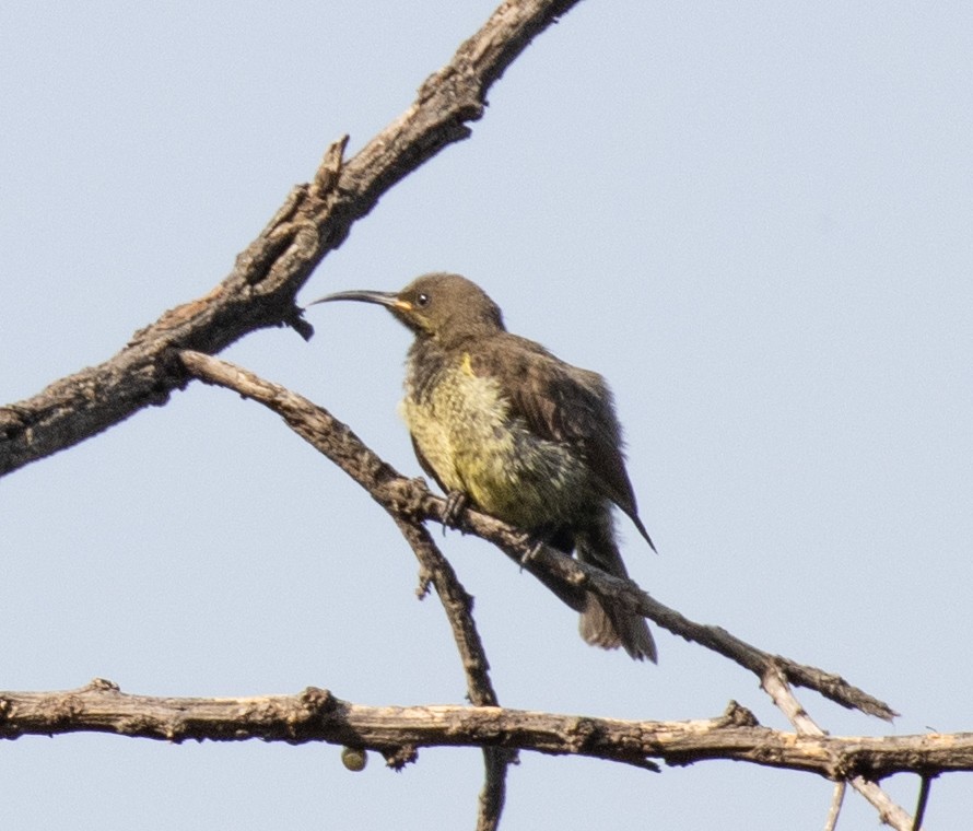 Scarlet-chested Sunbird - ML650018600