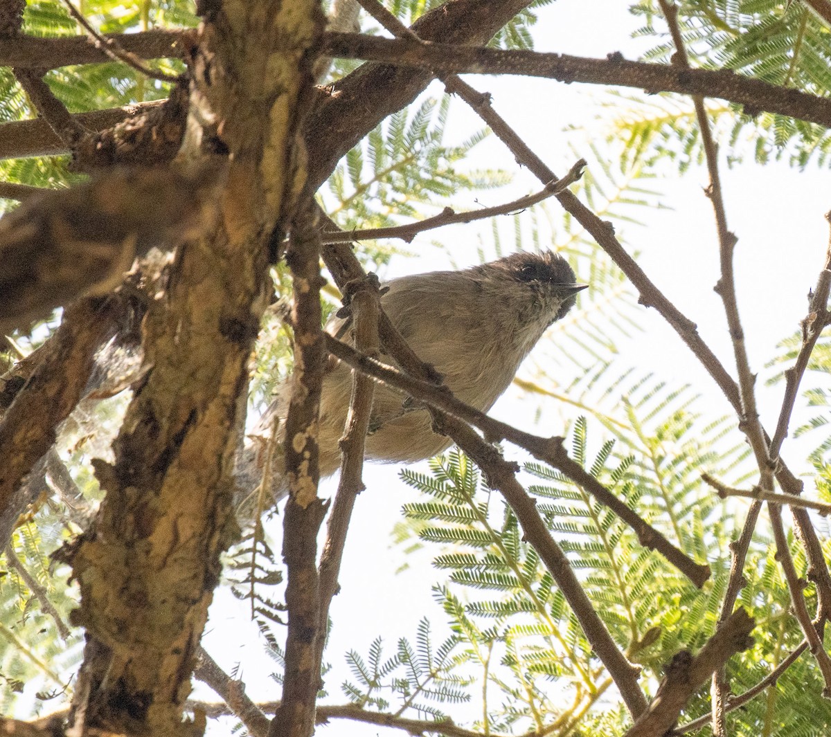 Brown Parisoma (Brown) - ML650018648