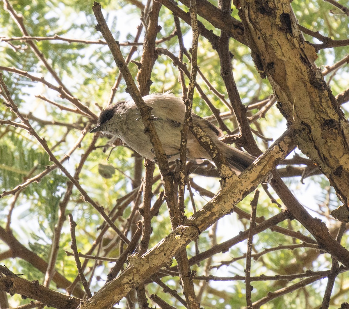 Brown Parisoma (Brown) - ML650018651