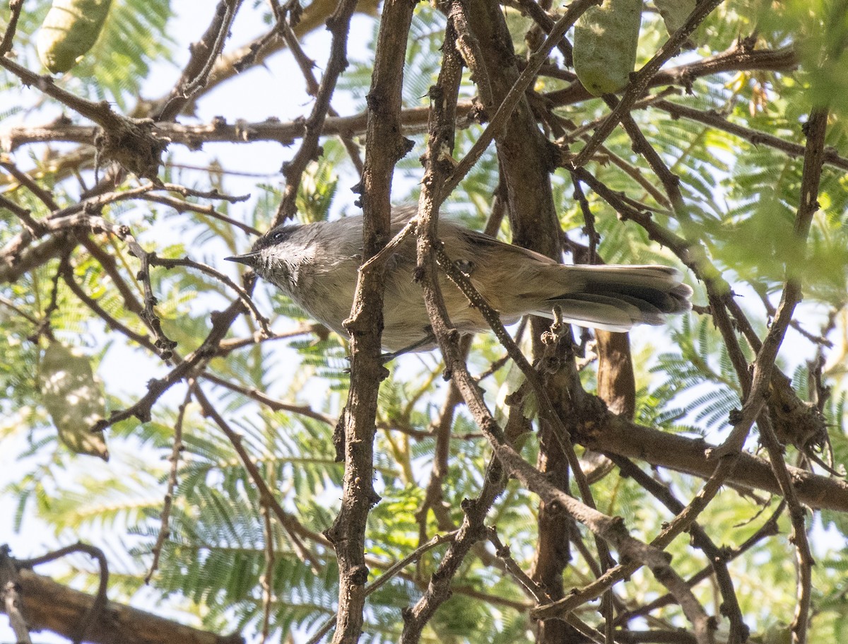 Brown Parisoma (Brown) - ML650018654