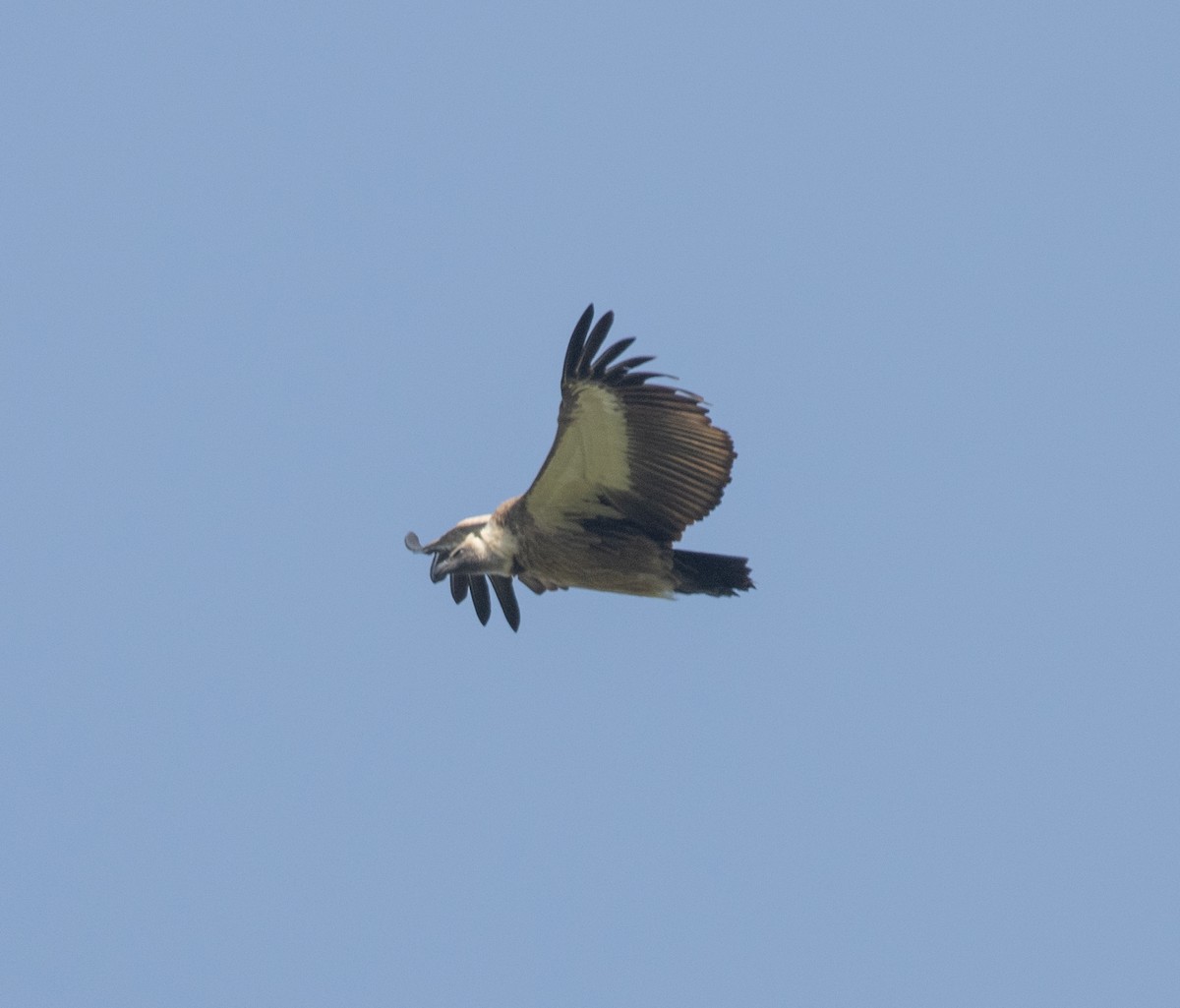 White-backed Vulture - ML650018673