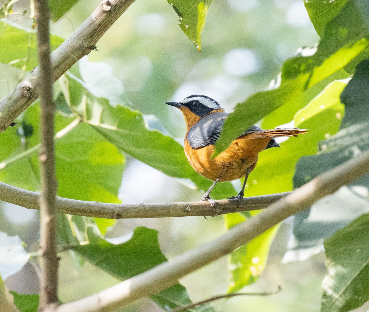 White-browed Robin-Chat - ML650018703