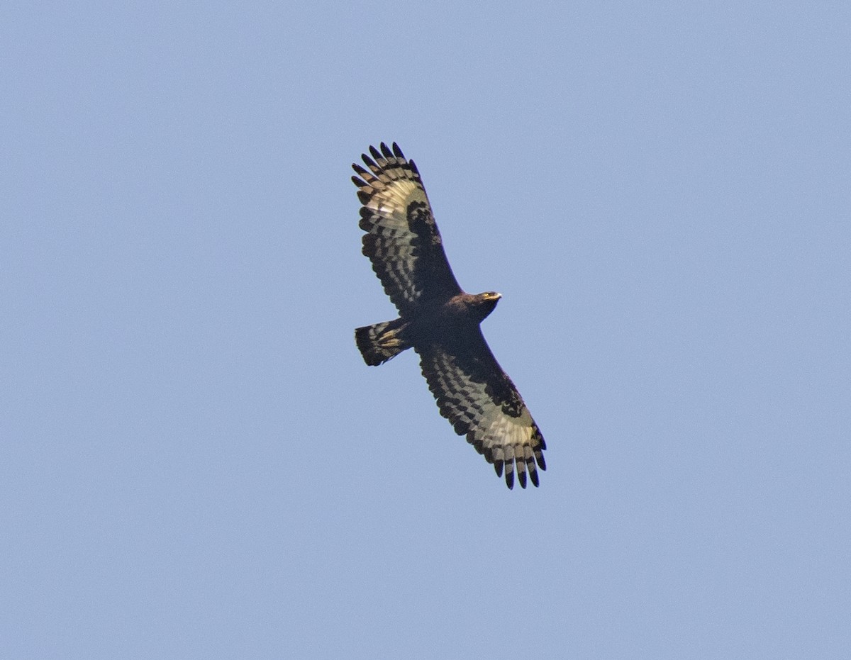 Long-crested Eagle - ML650018721