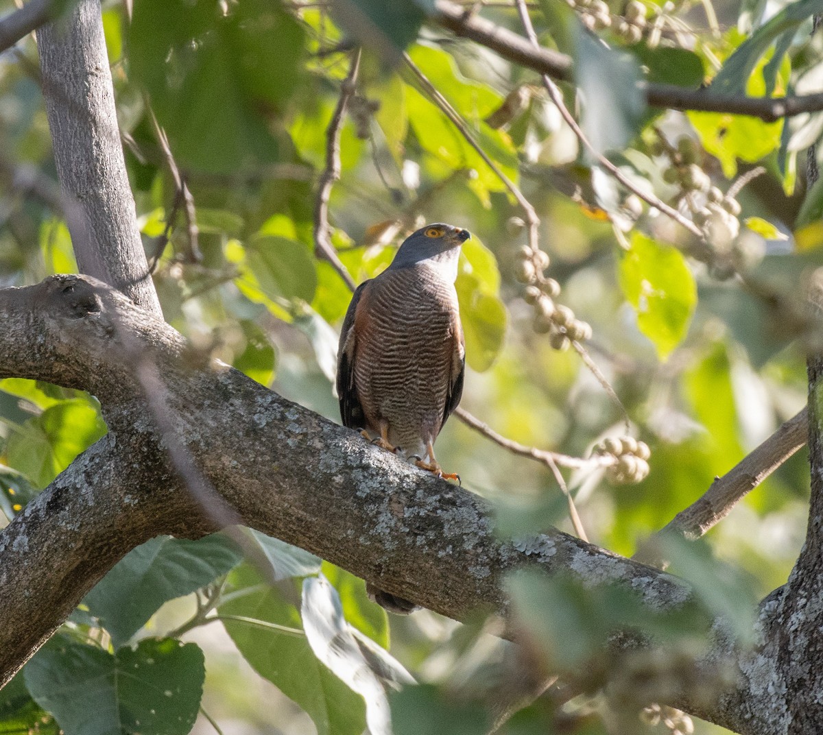 African Goshawk (Ethiopian) - ML650018752