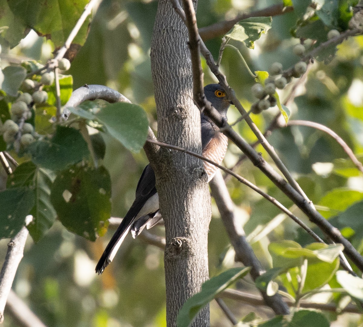 African Goshawk (Ethiopian) - ML650018757