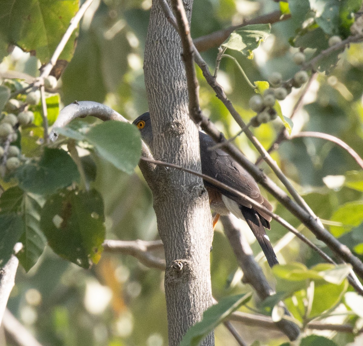 African Goshawk (Ethiopian) - ML650018764