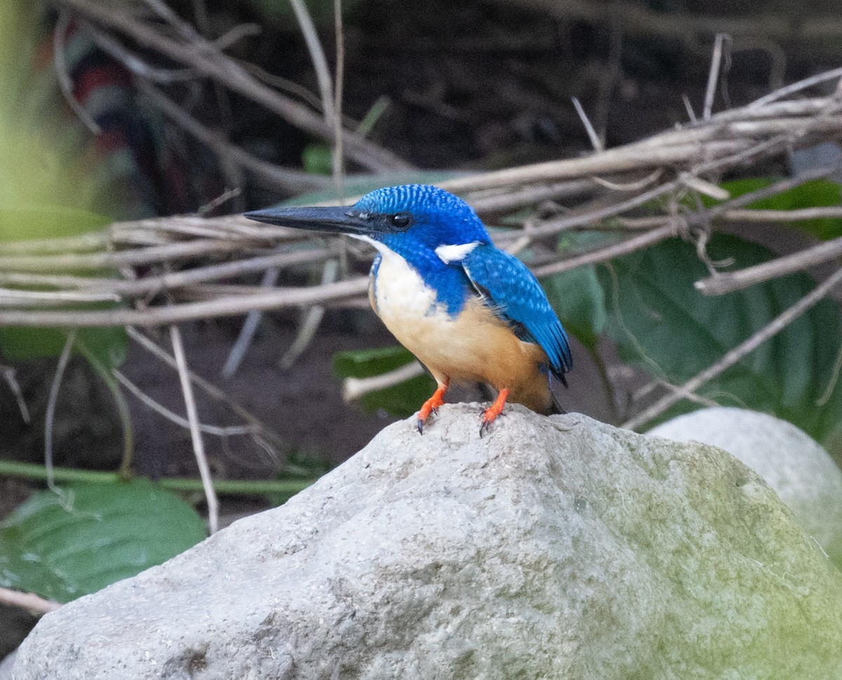 Half-collared Kingfisher - ML650018790