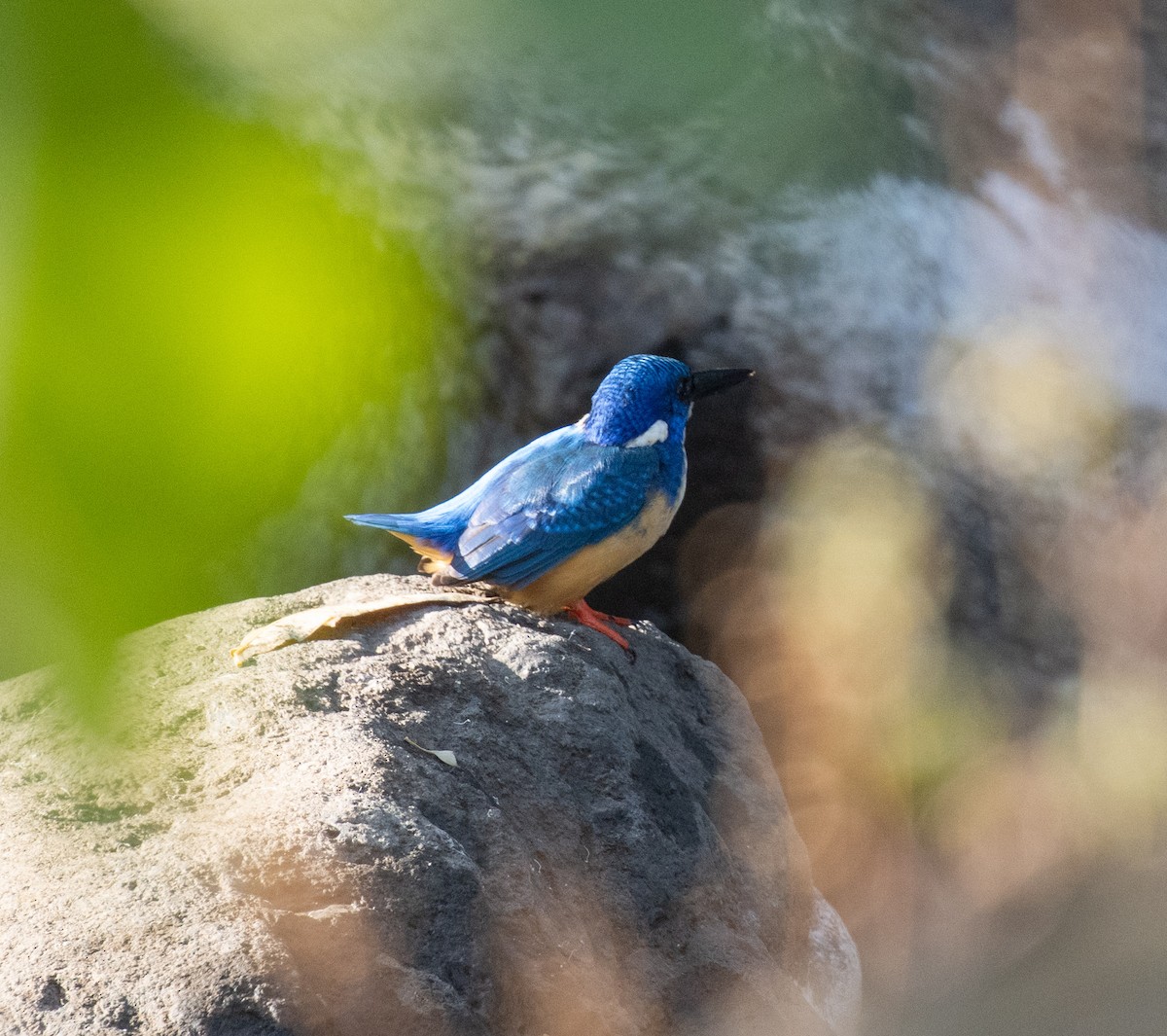 Half-collared Kingfisher - ML650018797