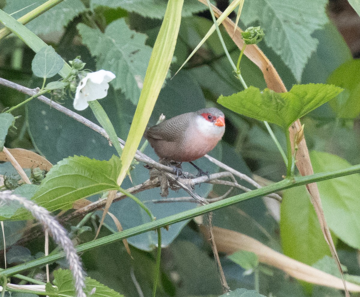 Common Waxbill - ML650018824