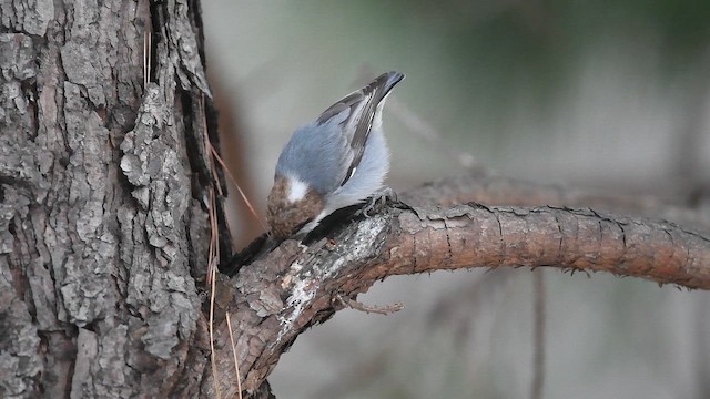 Brown-headed Nuthatch - ML650018907