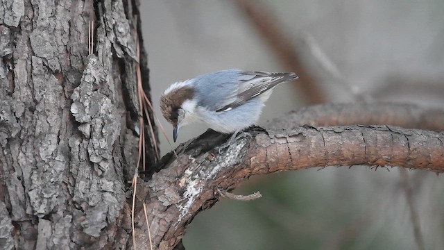 Brown-headed Nuthatch - ML650018911