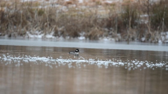 Bufflehead - ML650018914