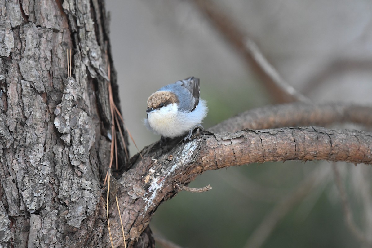 Brown-headed Nuthatch - ML650018979