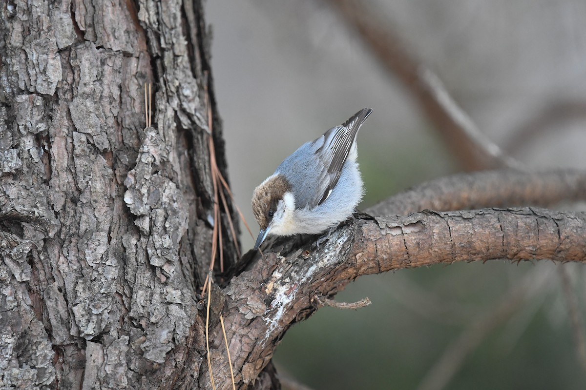 Brown-headed Nuthatch - ML650018980