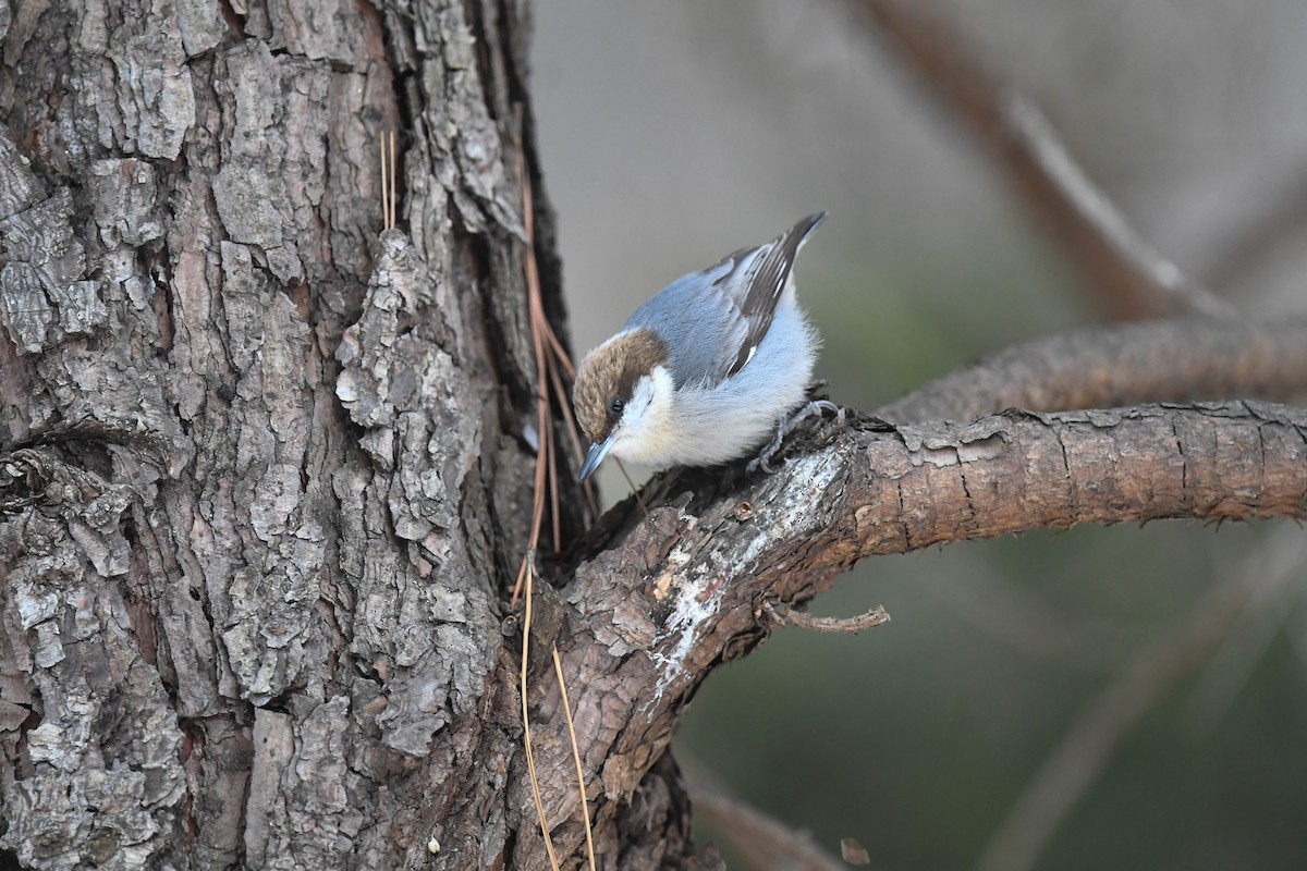Brown-headed Nuthatch - ML650018981