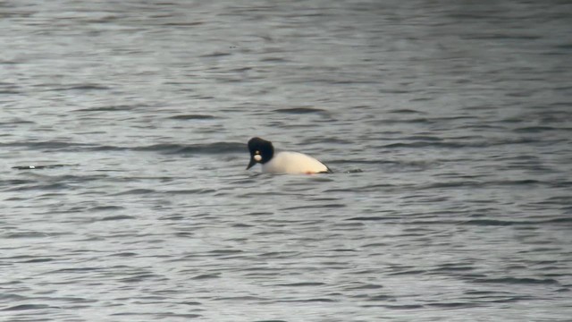 kvinand - ML650019191