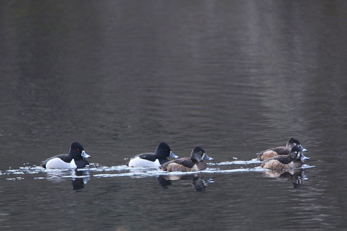 Кольчатая чернеть - ML650019440