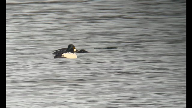 kvinand - ML650019629