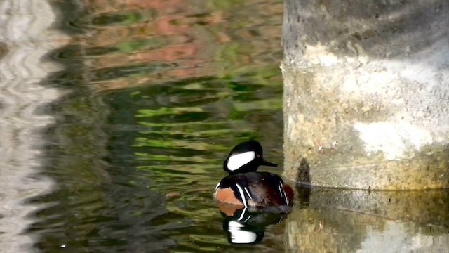 hjelmfiskand - ML650019913