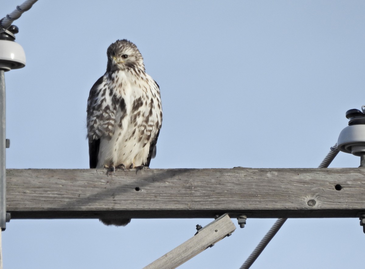 rødstjertvåk (harlani) - ML650020289