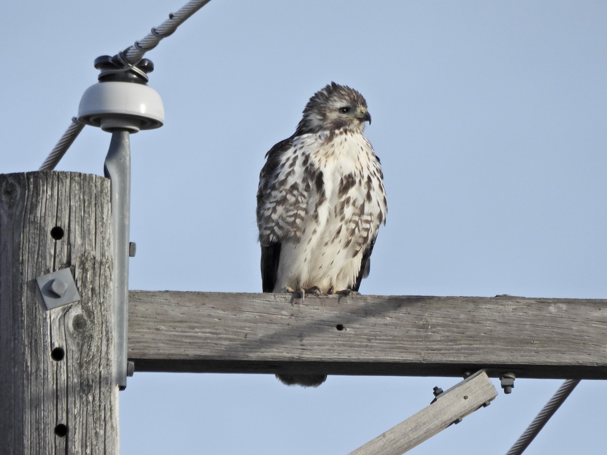 rødstjertvåk (harlani) - ML650020291