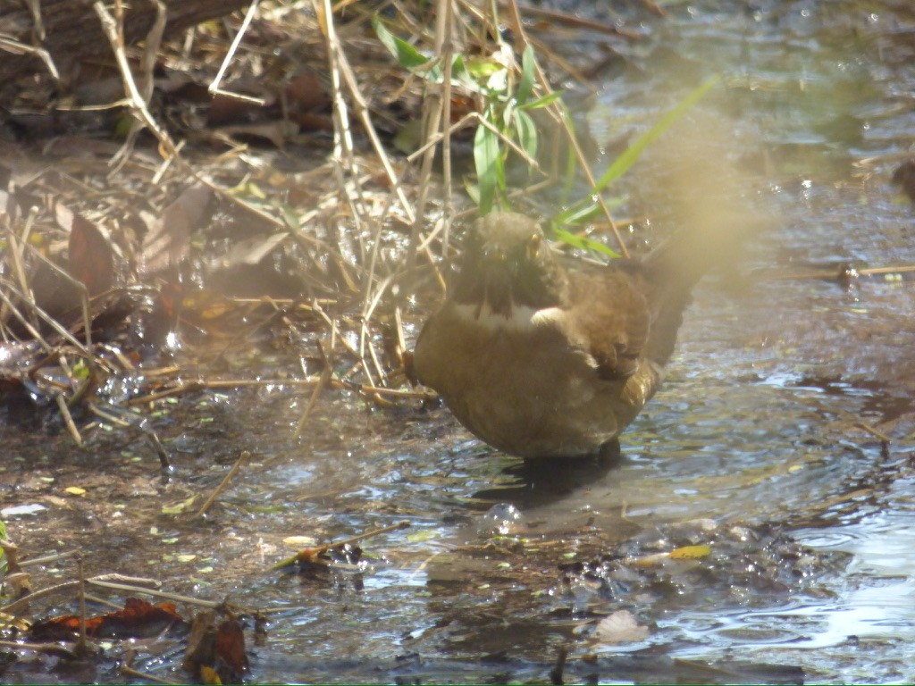 White-throated Thrush - ML650020577