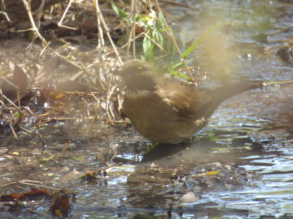 White-throated Thrush - ML650020589