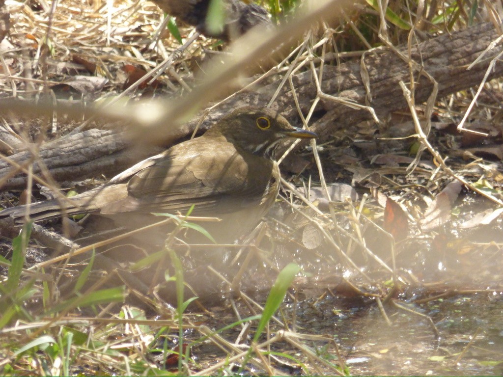 White-throated Thrush - ML650020602