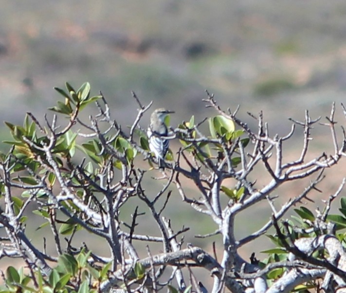 Ak Kanatlı Tırtılyiyen - ML650020949