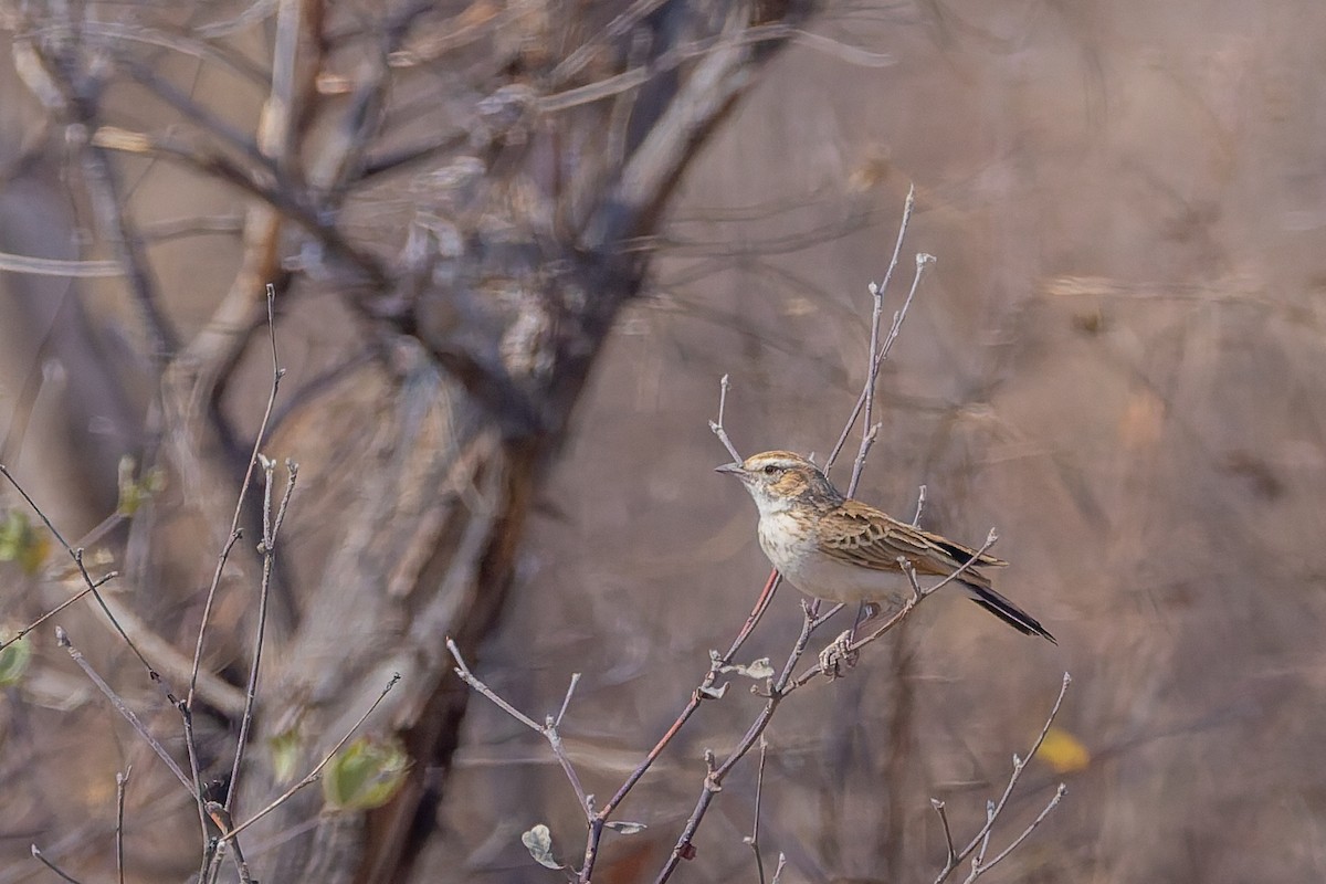 Fawn-colored Lark (Fawn-colored) - ML650021139