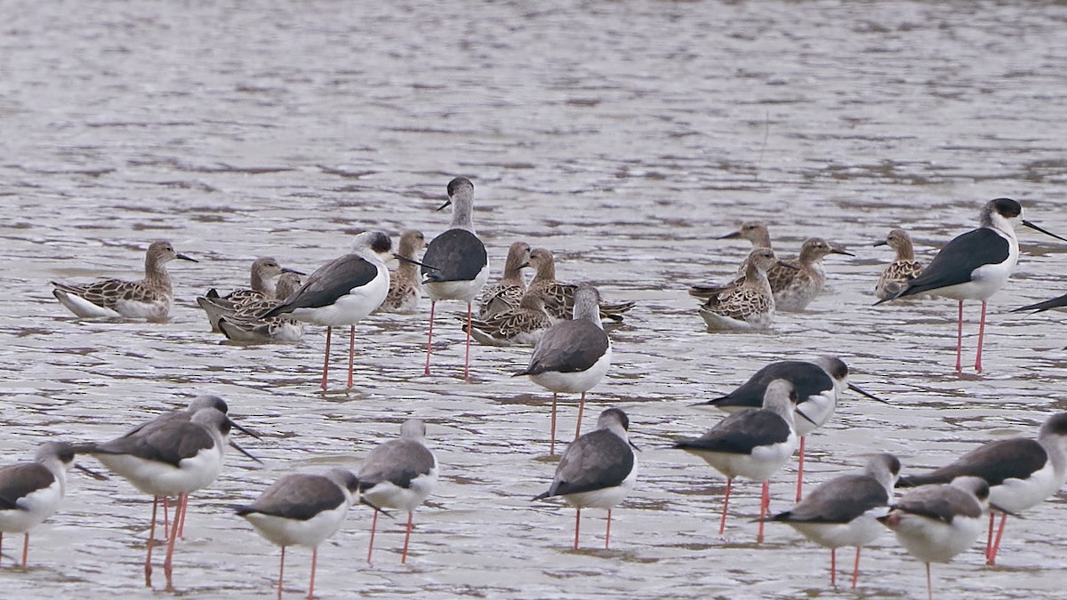 Брижач - ML650022300