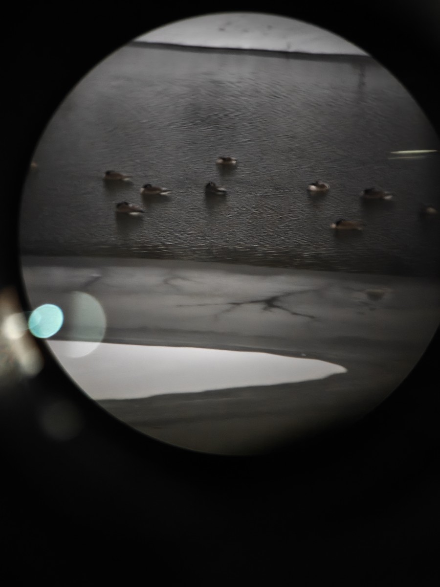 Canada Goose - ML650022454