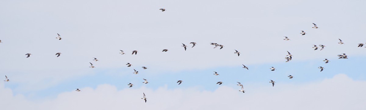 Баранець звичайний - ML650022512