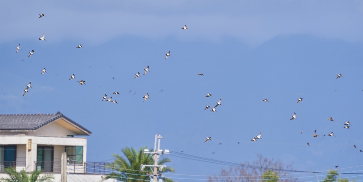 Баранець звичайний - ML650022574