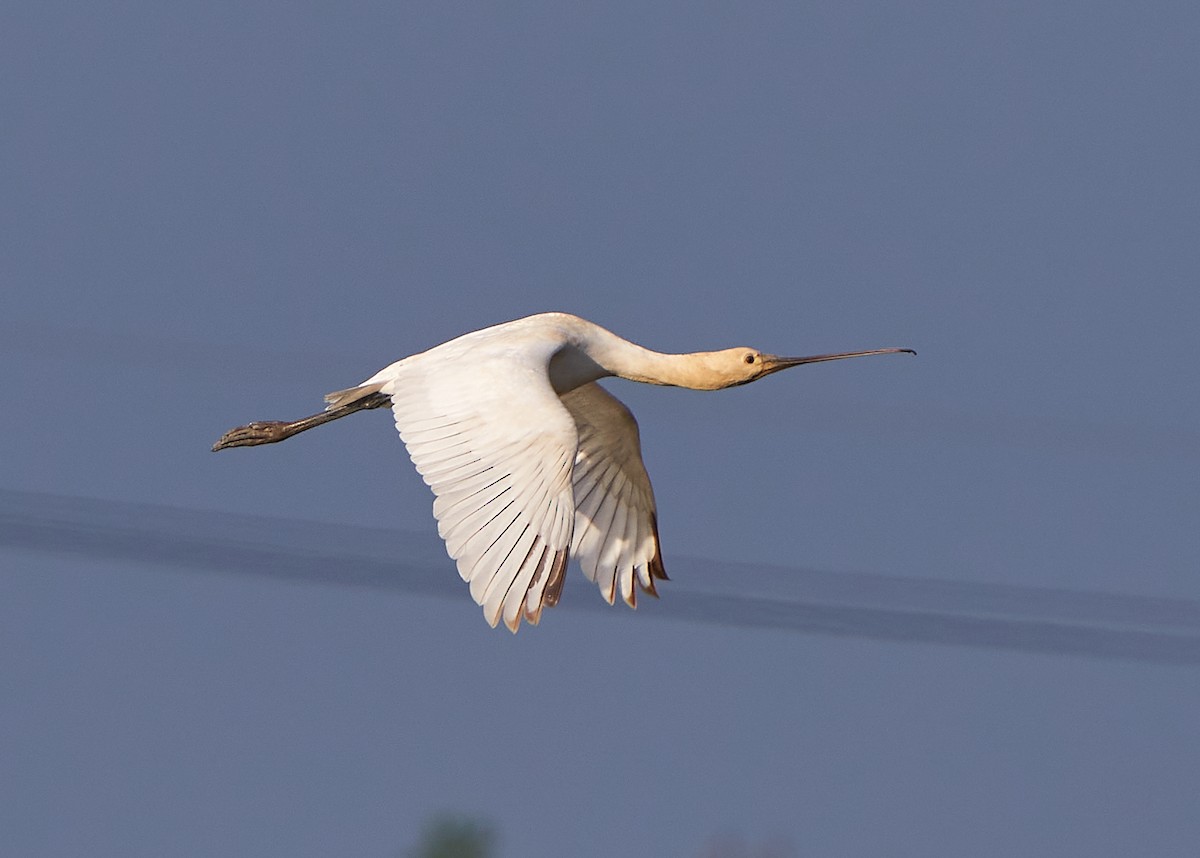 Косар білий - ML650022668