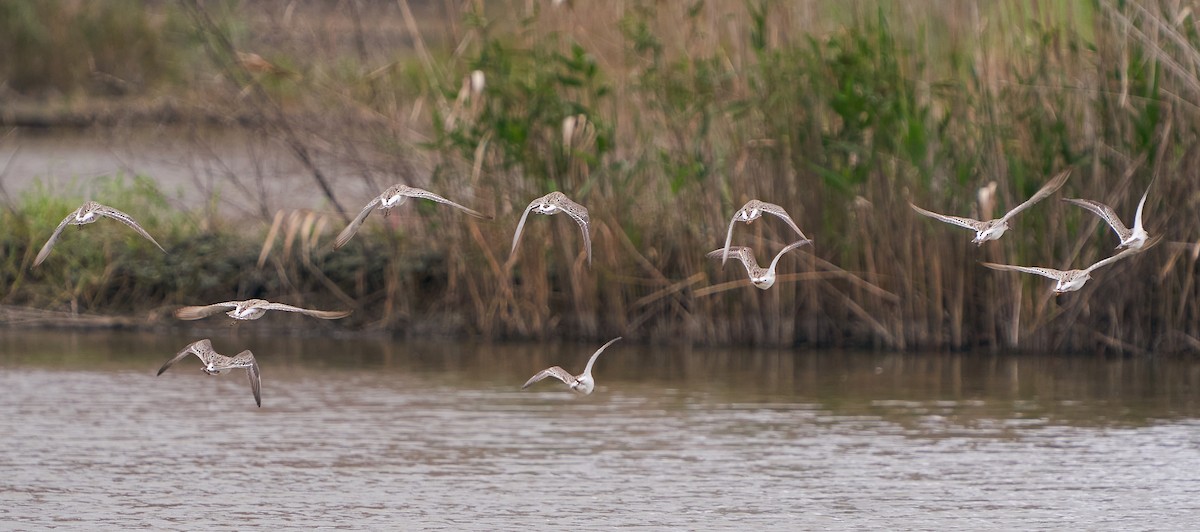 Брижач - ML650022710