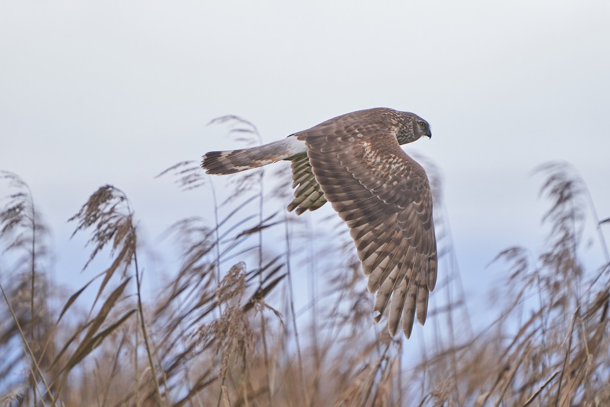 Лунь польовий - ML650022765