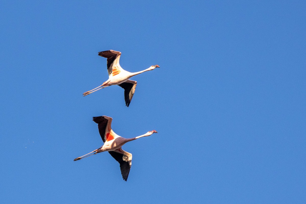 plameňák malý - ML650022941