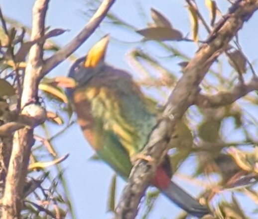 Great Barbet - ML650023924