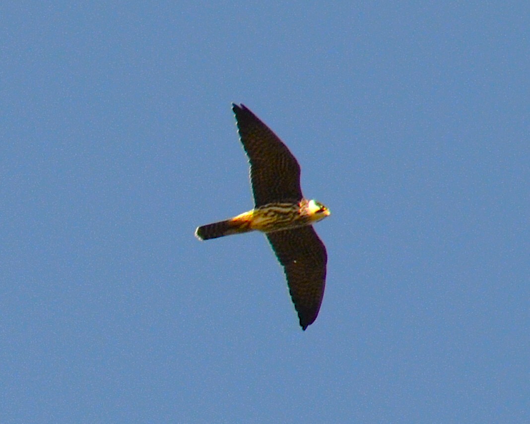 チゴハヤブサ - ML650024434