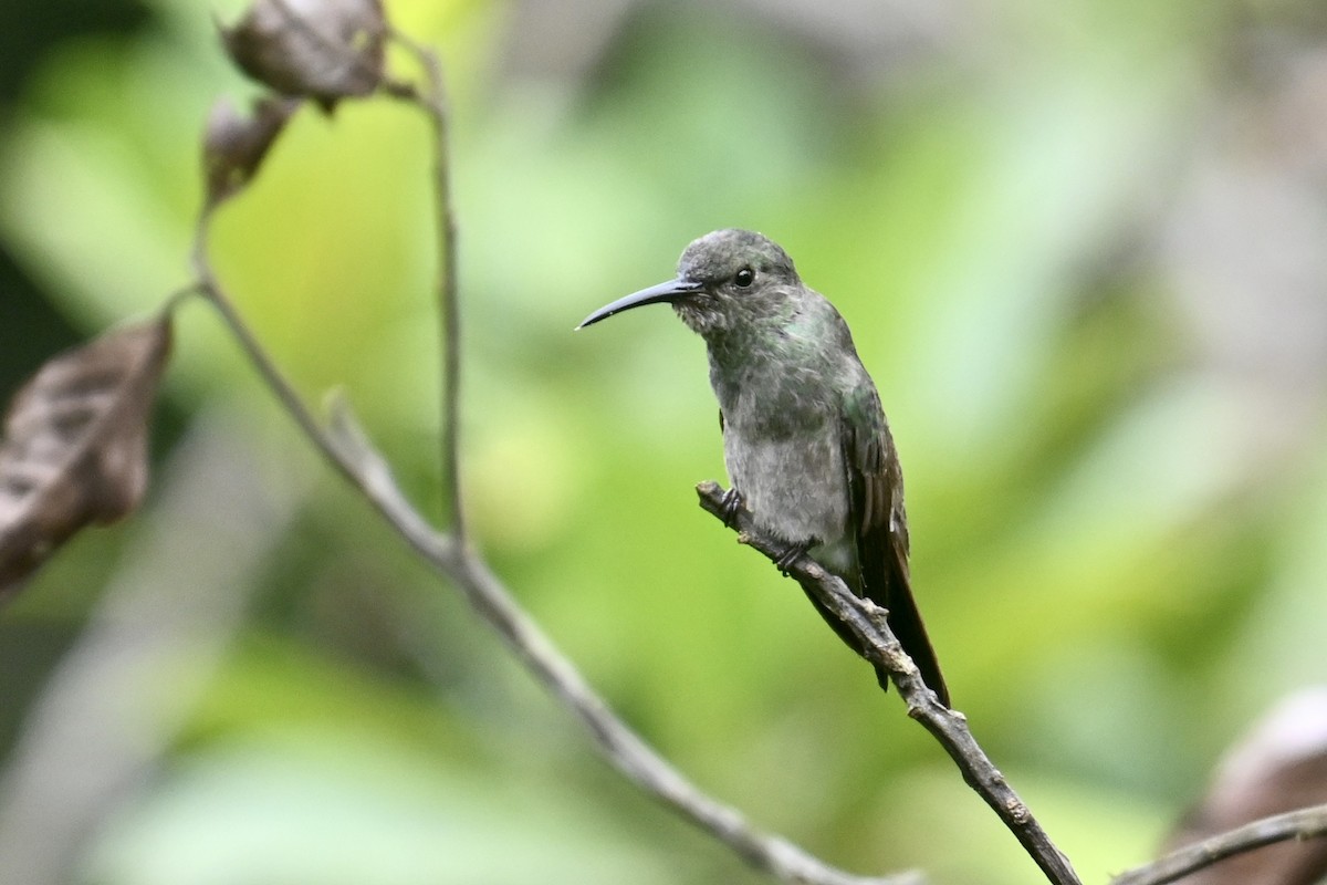 Sombre Hummingbird - ML650024593