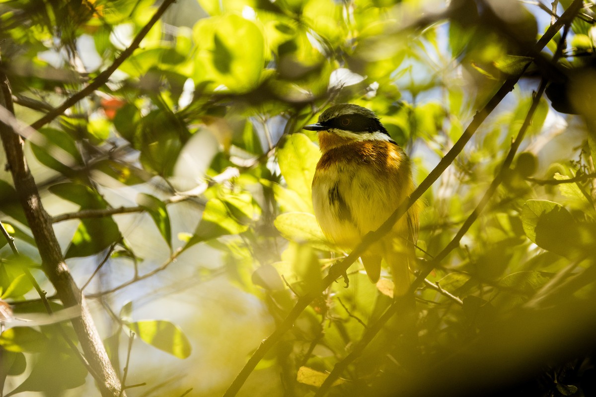 Cape Batis - ML650025399