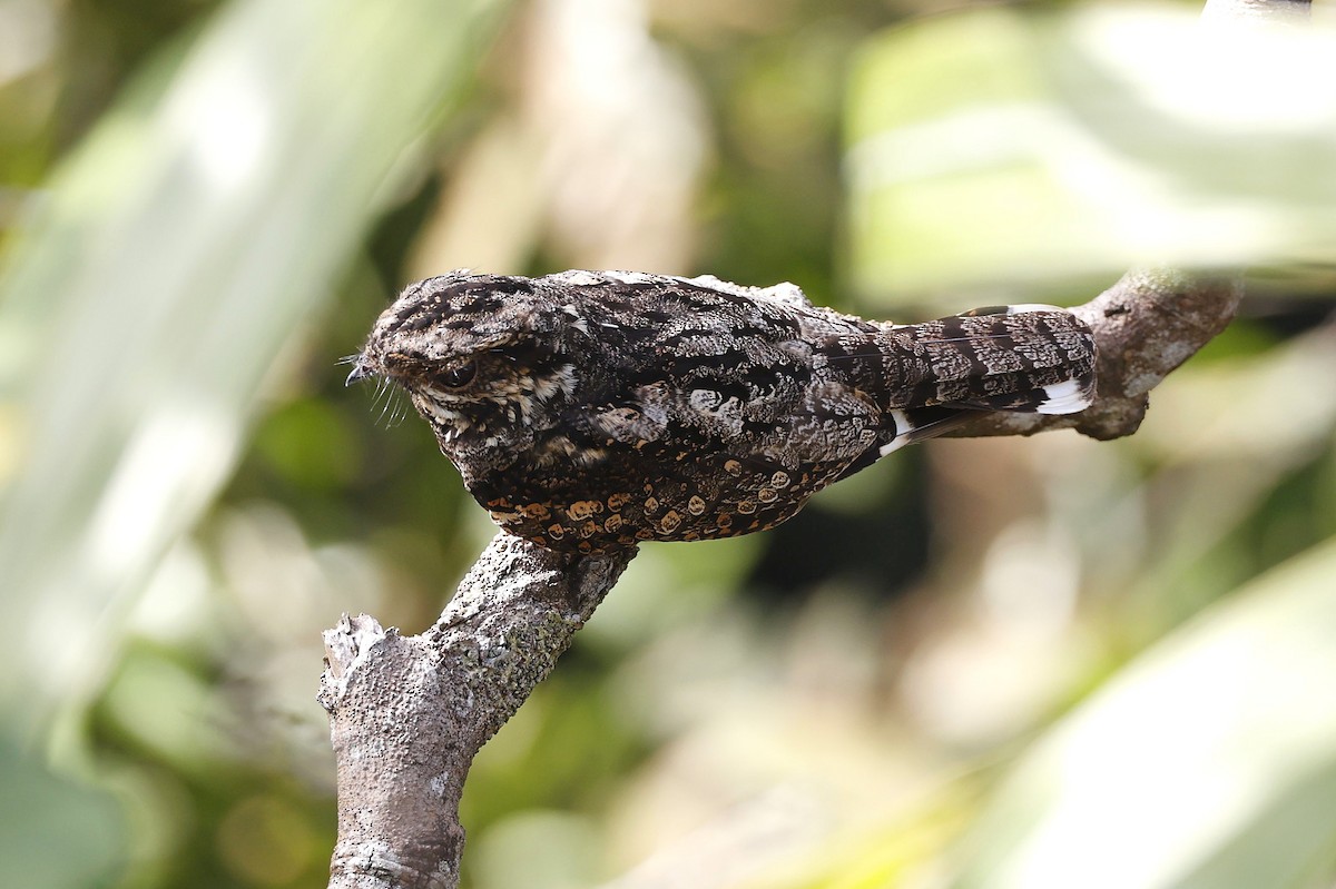eBird Checklist - 1 Feb 2026 - Rifle Range Link - 25 species (+2 other ...