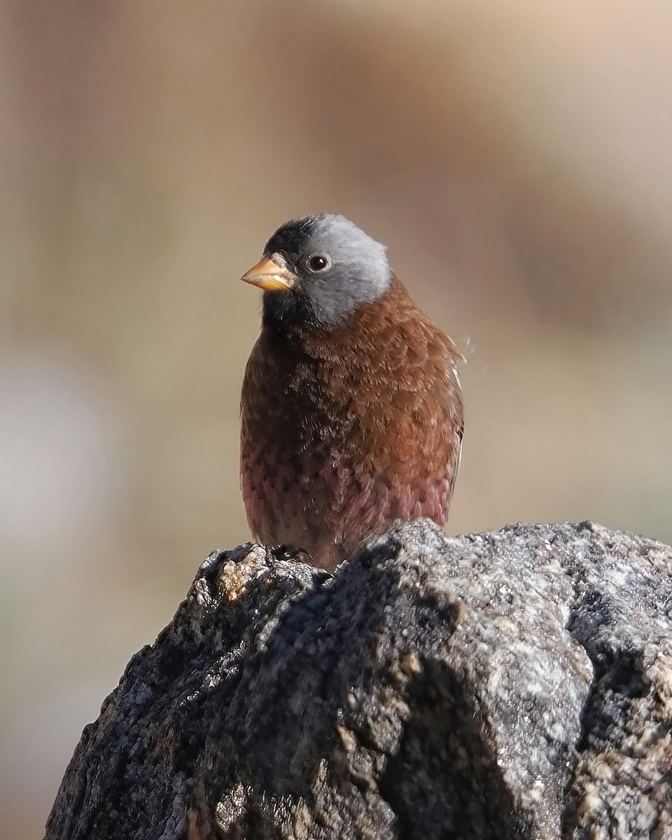 ハイガシラハギマシコ（littoralis） - ML650026131