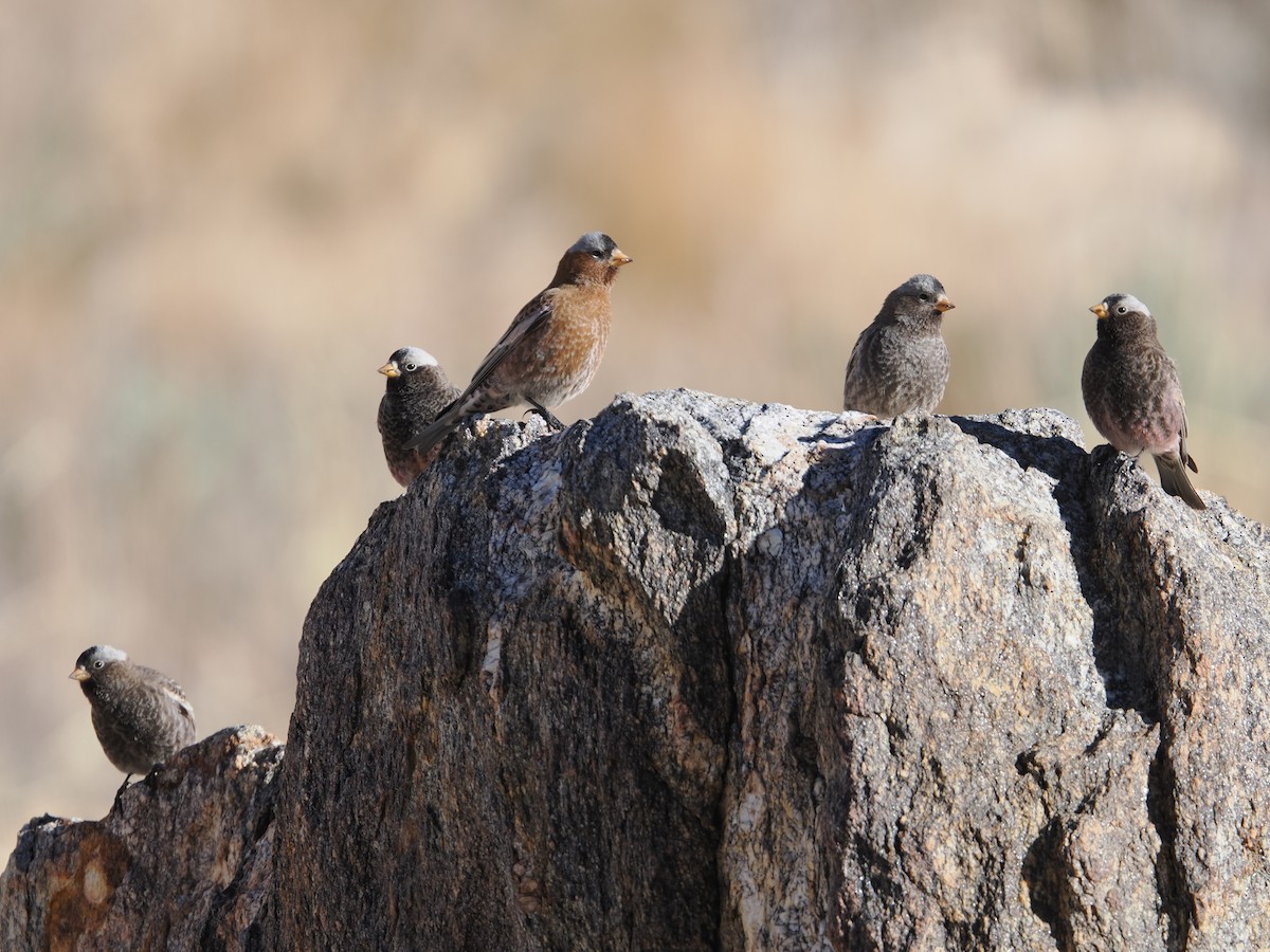 ハイガシラハギマシコ（tephrocotis グループ） - ML650026158