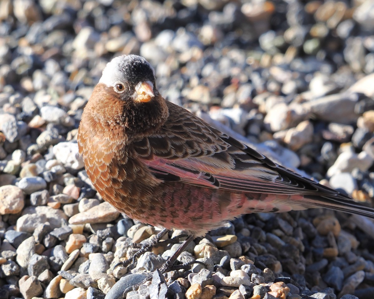 ハイガシラハギマシコ（tephrocotis グループ） - ML650026162