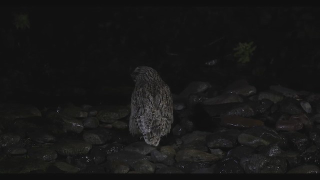 シマフクロウ - ML650026612
